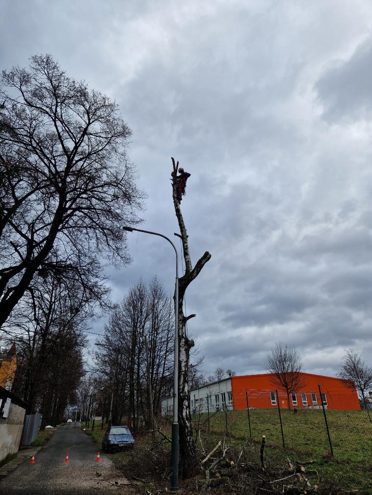 kácení břízy v těsné blízkosti pozemní komunikace Ostrava